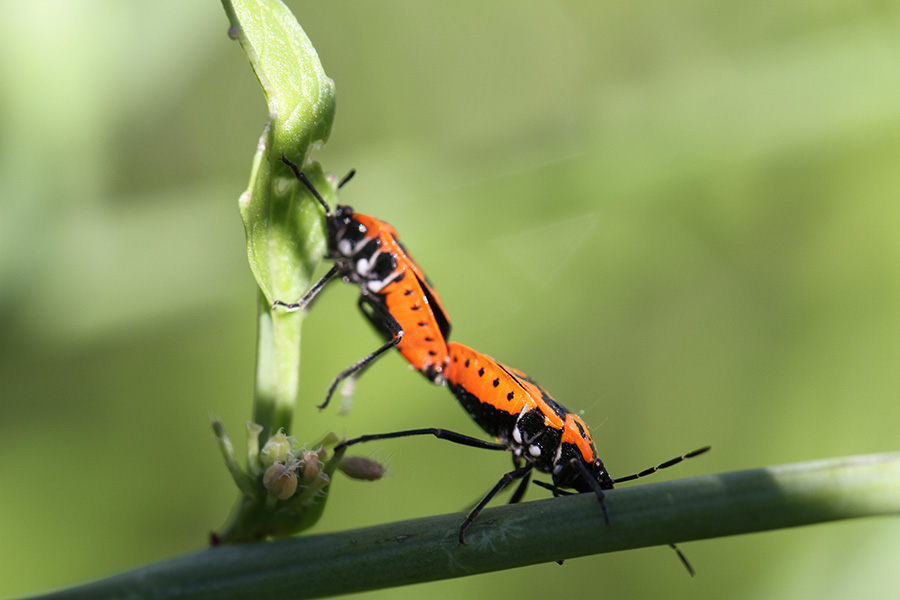 Pentatomidae: Eurydema ornata della Liguria (GE)